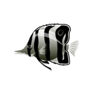 Black Butterflyfish